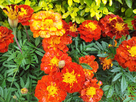 881838 (a): :2592x1944